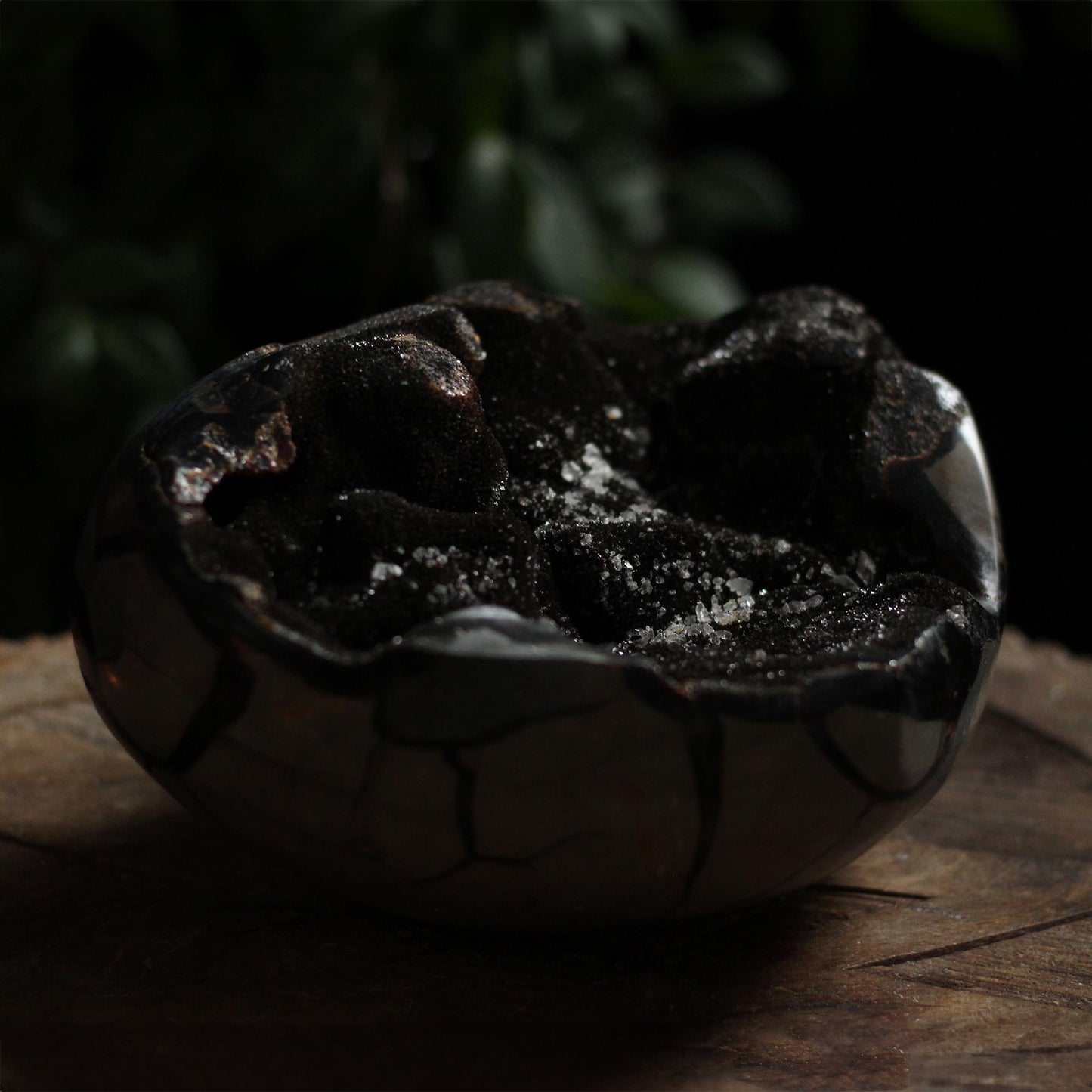 SEPTARIAN HEART
