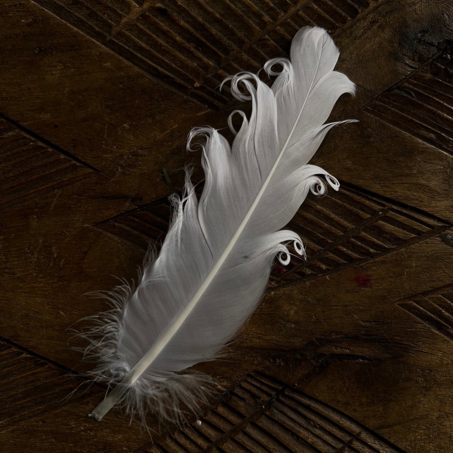 FEATHERS FOR SMUDGING