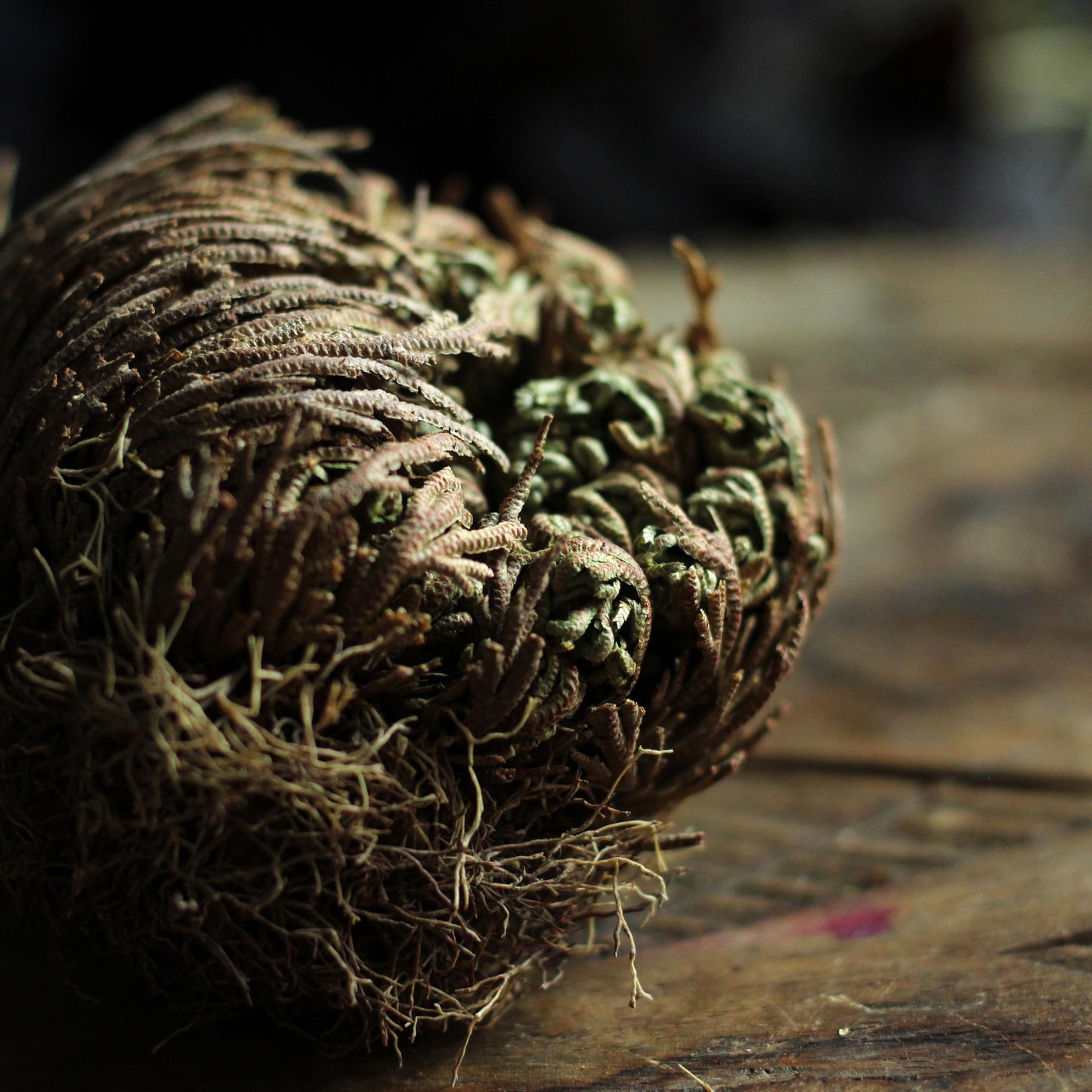 ROSE OF JERICHO FLOWER