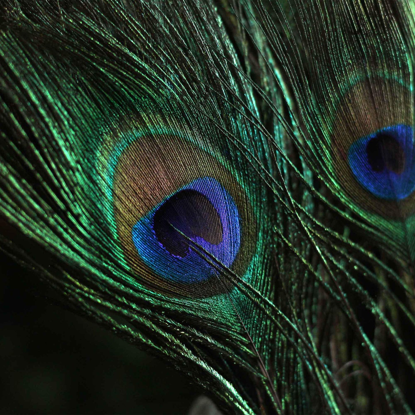 FEATHERS FOR SMUDGING