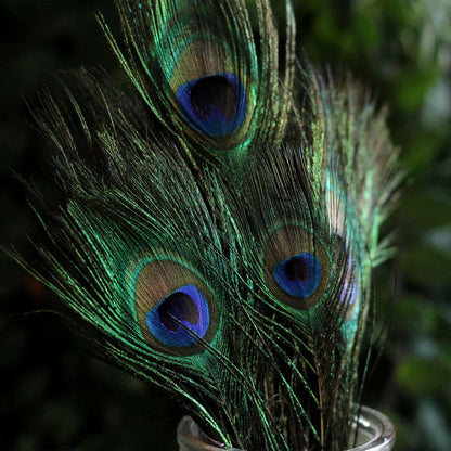 PEACOCK FEATHERS FOR SMUDGING