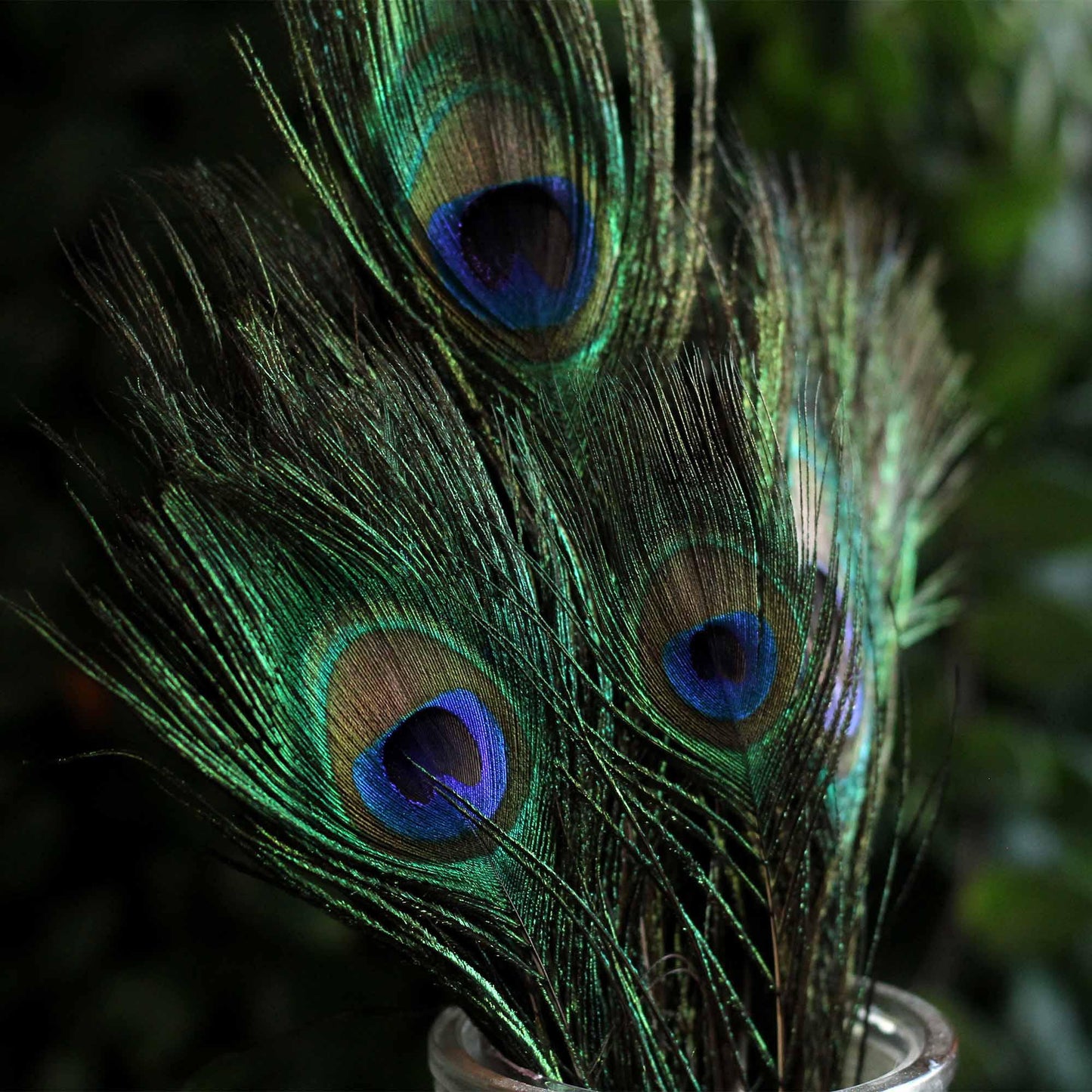 FEATHERS FOR SMUDGING